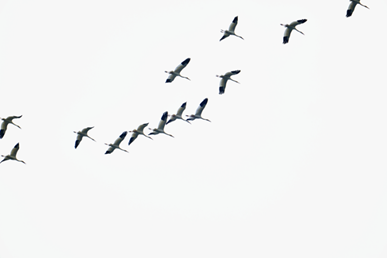 舒城縣生態(tài)保護卓有成效：白鶴與東方白鸛驚現(xiàn)萬佛湖